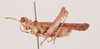 CollectionObject 2052749; 7a2be2a8-1a14-4596-9f8e-599f9e81f67d, NHMUK015982480: male, lateral view (paratype). (CollectionObject).