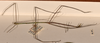 CollectionObject 1557324; 88f5273c-3787-4a94-a576-769194d15fb7: copyright OUMNH. male, lateral view (holotype). (CollectionObject).