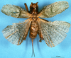 CollectionObject 1506911; aa56acb1-5004-44bd-8dfe-ee6ac7653f63: female, dorsal view (holotype). (CollectionObject).
