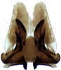 Subgenital plate: !! display not done !! on Jassargus (Jassargus) distinguendus (Flor, 1861): Subgenital plate. (Observation).