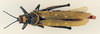 CollectionObject 1504969; 8b15c0bb-2fd7-4919-bb64-9cb258fd8328: female, dorsal view (holotype of Gryllus scabiosus). (CollectionObject).