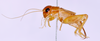 CollectionObject 1544673; 9337c35d-5284-442c-a67a-176f59e6d3da: male, body lateral view. (CollectionObject).