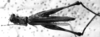 CollectionObject 1532643; a402fc34-5d9a-4937-b918-95638f1571ed: Image Carbonell, C.S. female, dorsal view (syntype of Mastax semicaecus). (CollectionObject).