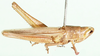 Tristria pisciformis (Serville, 1838): dorso-lateral view (as Tristria lacerta). (Otu).