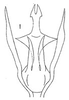 Aedeagus, ventral view on Cumora (Cumora) macilenta (Linnavuori, 1959): Aedeagus, ventral view. (Observation).