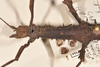 CollectionObject 1559796; abe40788-e460-45e7-aba4-f619597e03e7: copyright OUMNH. female: head & thorax, dorsal view of Phasma (Lonchodes) luteoviride (holotype). (CollectionObject).