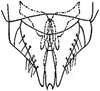 Subgenital plate: !! display not done !! on Amplicephalus (Amplicephalus) osborni (Van Duzee, 1892): genital capsule, ventrally. (Observation).