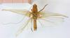 CollectionObject 1505669; e28bcb11-7e21-42cc-8942-6a6c130ea64a: male, dorsal view (syntype of Ruspolia brevipennis). (CollectionObject).
