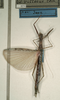 CollectionObject 1557220; NMW 972, 309829db-feaf-44ca-9c3a-7f443b8117d5: copyright NMW, Vienna. female (lectotype). (CollectionObject).
