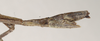 CollectionObject 1558087; 5c7d2521-fb68-4781-af3e-92e061bccd3e: St. Petersburg. female, end of abdomen, lateral view (holotype). (CollectionObject).