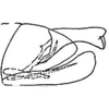 Pygofer, lateral view on Coccineasca ponderosa (DeLong & Davidson, 1935): Genital capsule, lateral view. (Observation).