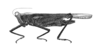 Arexion suavis Rehn, 1930: Plate 21, Fig. 3 (after type). female habitus (body length 15.1 mm, pronotum 17.4 mm, hind femur 8.6 mm). (Otu).