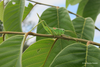 Calliphona (Calliphona) koenigi Krauss, 1892: juvenile female (Canary Islands, Tenerife). (Otu).