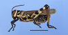CollectionObject 1515689; c1dfc713-46c9-49ac-b3e0-0b79f36c94ca: male, lateral view, color morph black and yellow. (CollectionObject).