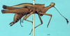CollectionObject 1517897; ad9f2a00-e5dc-48ae-a87b-1ca3b54a9626, NHMUK10924424: female, lateral view (holotype). (CollectionObject).