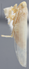 Habitus, lateral view on Edwardsiana dejecta Christian, 1953: Lateral. Paratype. (Observation).