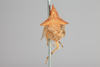 Head: !! display not done !! on Telamona fasciata Fitch, 1851: (Observation).