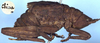 CollectionObject 1520442; dc1b4055-785a-4ef1-8230-ed8026aaa4e0: male, lateral view (lectotype). (CollectionObject).