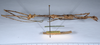 CollectionObject 1557084; 9f57a91c-979a-4fb3-8cf1-913c3e484d12: copyright ANSP. female, lateral view (syntype). (CollectionObject).;CollectionObject 1557085; 226e9b18-2662-4031-b06a-ae31c71a0fda: copyright ANSP. female, lateral view (syntype). (CollectionObject).