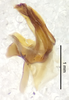 CollectionObject 1523704; 6421faa9-6fd3-46c3-a081-aed7a65a9355, ANSPType no. 5433: male genitalia, lateral view (holotype). (CollectionObject).