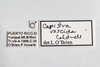 Other on Capistra roscida (Caldwell, 1951): (Observation).