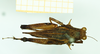 CollectionObject 1532578; a7b6ecfb-de01-4ff4-888a-8d365e2f042e: male, dorsal view (lectotype). (CollectionObject).