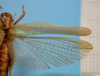 CollectionObject 1542819; af89529e-4eb0-481e-8f9f-70218cd80d4b: male, right tegmen and wing dorsal view (holotype of Phaneroptera quadrivittata). (CollectionObject).