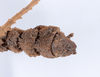CollectionObject 1560972; ec60e166-052f-4a8a-9fb5-0abeebf275aa: copyright ANSP. male: end of abdomen, dorsal view (holotype). (CollectionObject).