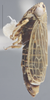 Habitus, lateral view on Amblysellus dorsti (Oman, 1940): Lateral. (Observation).