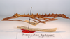 CollectionObject 1564106; 62c66ef7-c80f-466a-b645-e5b23ef3ff67: copyright MNCN, Madrid. female, lateral view (syntype). (CollectionObject).