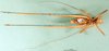 CollectionObject 1500600; 3adf78f3-0f67-44dd-ae31-9a0cdf0a694c: male, ventral view (syntype). (CollectionObject).