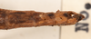 CollectionObject 1557583; 019e134f-8302-4d81-9a57-ddccfbb0fdf0: copyright OUMNH. female: end of abdomen, dorsal view (holotype). (CollectionObject).
