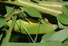 Mendesius albosignatus Piza, 1960: male (RPPN UFMS, Campo Grande, Mato Grosso do Sul, Brazil). (Otu).