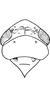 Head on Exitianus nanus (Distant, 1908): Head, pro-, and mesothorax. (Observation).