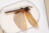 CollectionObject 1531237; cc43f315-e9ff-4f2e-98ee-d6d54d6eda3f: female, dorsal view (holotype). (CollectionObject).