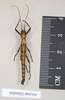 CollectionObject 1558246; 957ca7d7-326d-4ba5-bcdf-2a3ee0b6babf: copyright Natural History Museum, London. male (holotype). (CollectionObject).