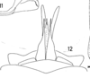 Ovipositor: (Observation).