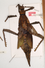 copyright MAMU. female Heteropteryx dilatata (holotype). Depicts CollectionObject 1559034; c02e8731-9014-4e34-af93-54b60adff040, a CollectionObject.
