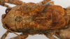 CollectionObject 1517107; e362ec76-1168-4059-b176-6b9ddddf113b: male, dorsal view (holotype). (CollectionObject).