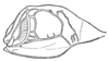 Fig. 2. male tympanum. Depicts Cyrtophyllicus chlorum Hebard, 1908, an Otu.