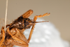 CollectionObject 1531197; NMW 21.543, cfc8aba8-658c-4018-a12f-cca4772177b0: female, ventral view (holotype). (CollectionObject).