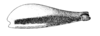 Eneopteroides bicolor (Hebard, 1928): Pl. 24 Fig. 7 after type. male hind femur lateral view. (Otu).