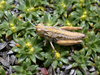 Tristira magellanica (Bruner, 1900): female (Los Glaciares National Park, Santa Cruz, Argentina). (Otu).