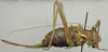 CollectionObject 1536028; 74c86dc8-69b4-42d2-8bcb-2f1b10df4e5b: female, lateral view (syntype). (CollectionObject).