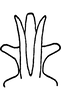 Aedeagus, ventral view: Aedeagus, ventral view. (Observation).