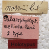 CollectionObject 1505865; 9ff75089-e742-49cc-9b8d-0733275352be: labels (holotype). (CollectionObject).