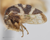 Habitus, lateral view: !! display not done !! on Cyrtolobus frigidus Ball, 1932: (Observation).