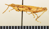 CollectionObject 1518507; e6565f0d-d821-4c65-984e-9151700da597: male, lateral view (holotype). (CollectionObject).