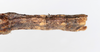 CollectionObject 1559087; NMW 216, 1d2ad33e-903b-4178-9a0a-f130a5b84d6b: copyright NMW, Vienna. female: end of abdomen, dorsal view (syntype). (CollectionObject).