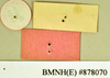 Phoraspis blanchardi Hebard, 1929: Holotype, male, labels, reverse. BMNH(E)#878070. (Otu).